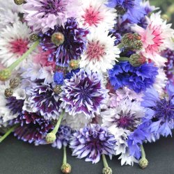 Kornblomster fr�. Frosty mix. Centaurea cyanus. Ca. 1250 Fr�.