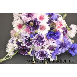 Kornblomster. Frosty mix. Centaurea cyanus. Fr.
