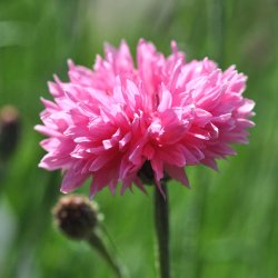 Kornblomster fr�. Pink ball. Centaurea cyanus. Ca. 1250 Fr�