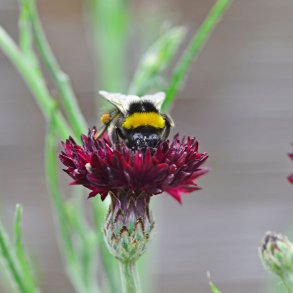 Kornblomster fr�. Black ball. Centaurea cyanus. Ca. 1250 Fr�.