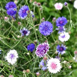 Kornblomster fr�. Frosty mix. Centaurea cyanus. Ca. 1250 Fr�.