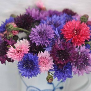 Kornblomster fr�. Polka dot. Centaurea cyanus. XL pose. Ca. 19000 Fr�