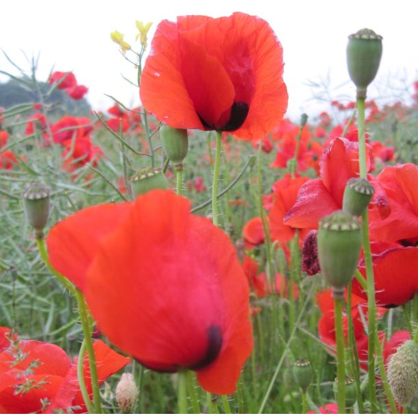 Kornvalmue. Papaver rhoeas. kologisk.  Fr.