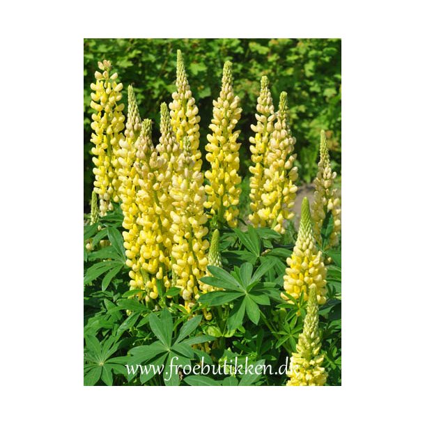 Lupiner. Russel Chandelier. Kronleuchter. Lupinus polyphyllus. Hj. Fr