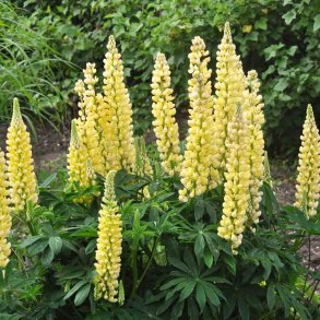 Lupiner fr�. Russel Strain Chandelier. Kronleuchter. Lupinus polyphyllus. H�j. XL pose. Ca. 650 Fr�