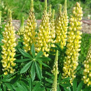 Lupiner fr�. Russel Strain Chandelier. Kronleuchter. Lupinus polyphyllus. H�j. Ca. 45 Fr�