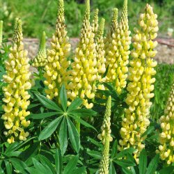 Lupiner fr�. Russel Strain Chandelier. Kronleuchter. Lupinus polyphyllus. H�j. XL pose. Ca. 650 Fr�
