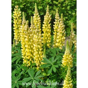 Lupiner. Russel Strain Chandelier. Kronleuchter. Lupinus polyphyllus. Hj. Fr