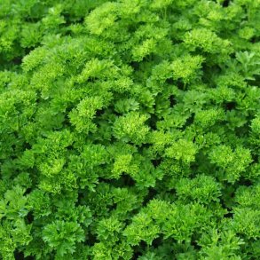 Persille. Kruset. Petroselinum crispum var. crispum. kologisk  Fr.