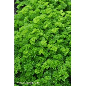 Persille. Kruset. Petroselinum crispum var. crispum. kologisk  Fr.