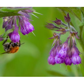 Kulsukker. Symphytum officinale. Fr