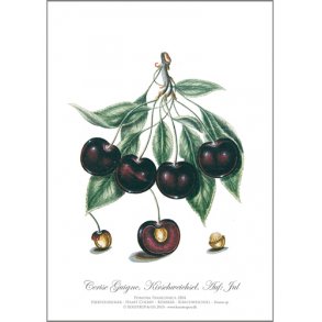 Plakat. Kunsttryk. Kirsebr