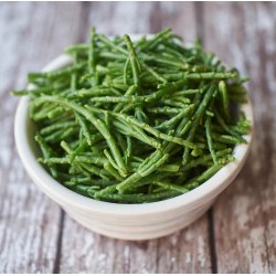 Kveller /Salturt. Salicornia europaea. Fr.