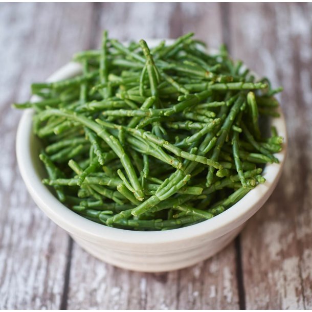 Kveller /Salturt. Salicornia europaea. Fr.