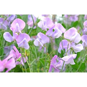 rteblomster. Lathyrus odoratus. Lady Grisel Hamilton. Fr
