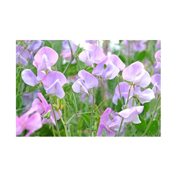rteblomster. Lathyrus odoratus. Lady Grisel Hamilton. Fr