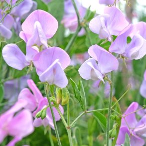 �rteblomster fr�. Old spice. Lady Grisel Hamilton. Lathyrus odoratus. Ca. 70 Fr�