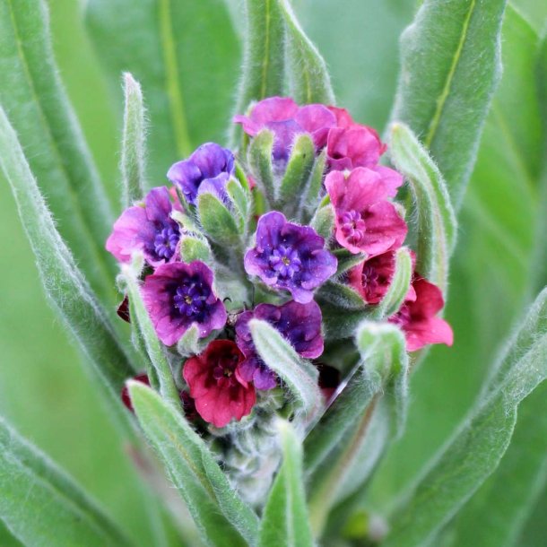 Hundetunge fr�. Cynoglossum officinalis. Ca. 65 Fr�