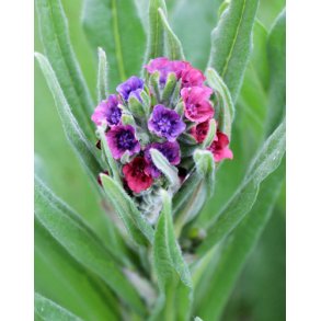 Hundetunge. Cynoglossum officinalis. Fr
