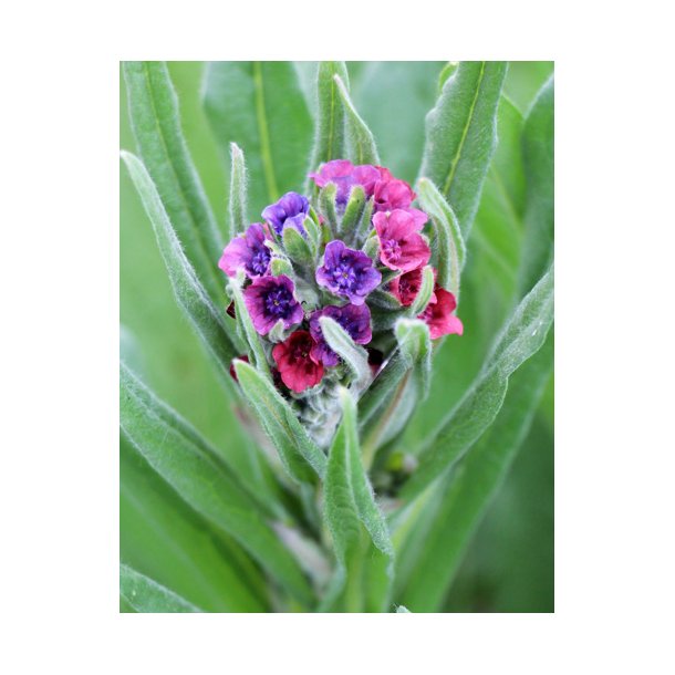 Hundetunge. Cynoglossum officinalis. Fr