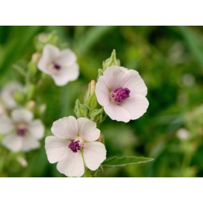 Stokroser. Lgestokrose. Althaea officinalis. Fr.