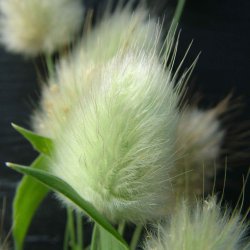 Harehale fr. Lagurus ovatus. Fr.