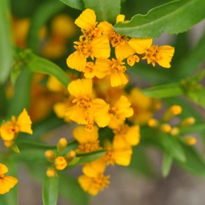 Lakridstagetes fr�. Tagetes lucida. XL pose. Fr�