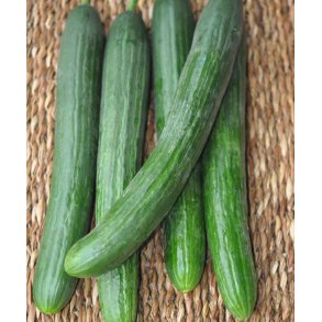 Agurk. Euphoria / Laureen Cucumis sativus. F1. Fr.
