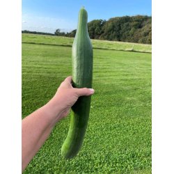 Agurk fr�. Bella. Cucumis sativus. F1. Ca. 7 Fr�.