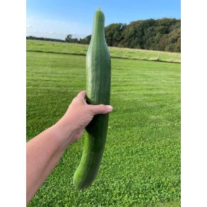 Agurk fr�. Bella. Cucumis sativus. F1. Ca. 7 Fr�.