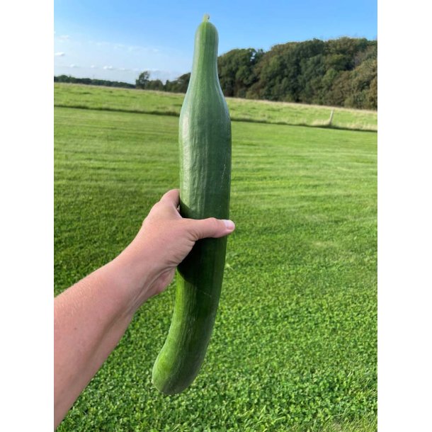 Agurk fr�. Bella. Cucumis sativus. F1. Ca. 7 Fr�.