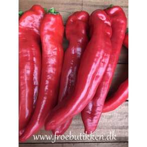 Peber Dulce Italiano. Capsicum annuum. Fr.