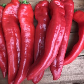 Peber fr�. Dulce Italiano. Capsicum annuum. Ca. 12 Fr�.