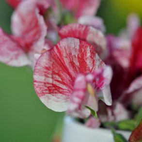 �rteblomster fr�. America. Lathyrus odoratus.  Ca. 70 Fr�.