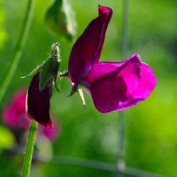 rteblomster fr. Lathyrus odoratus. Beaujolais. Ca. 65 Fr.