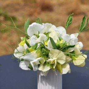 �rteblomster fr�. Old spice. Dorothy Eckford. Lathyrus odoratus. Ca. 30 Fr�.