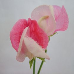 �rteblomster fr�. Lathyrus odoratus. Painted Lady. �kologisk. Ca. 30 Fr�