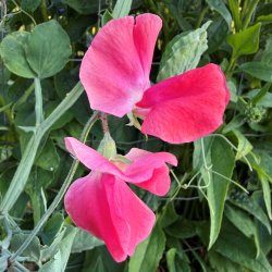 �rteblomster fr�. Spencer. Geranium pink. Ca. 65 fr�