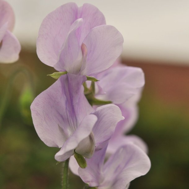 �rteblomster fr�. Spencer. Leamington.  Lathyrus odoratus. Ca. 75 Fr�.