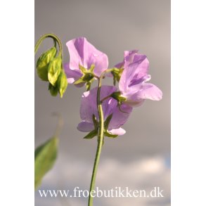 rteblomster. Leamington.  Lathyrus odoratus. Fr.
