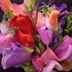 �rteblomster fr�. Mix. Lathyrus odoratus. Ca. 35 �kologiske fr�.