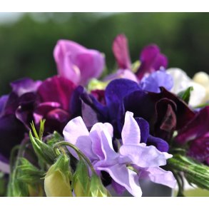 rteblomster. Mix. Lathyrus odoratus. Fr.