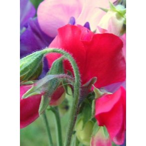 rteblomster. Mix. Lathyrus odoratus. kologisk Fr.