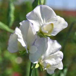 �rteblomster fr�. Spencer. Old times. Lathyrus odoratus. Ca. 55 Fr�.