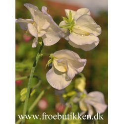 rteblomster. Old times. Lathyrus odoratus. Fr.
