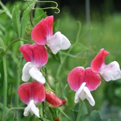�rteblomster fr�. Lathyrus odoratus. Painted Lady. �kologisk. Ca. 30 Fr�
