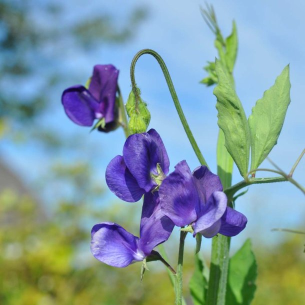 �rteblomster fr�. Lathyrus odoratus. Spencer. Top Hat. Ca. 85 Fr�.