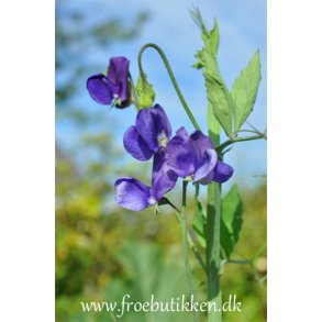 rteblomster. Lathyrus odoratus. Top Hat. Fr.