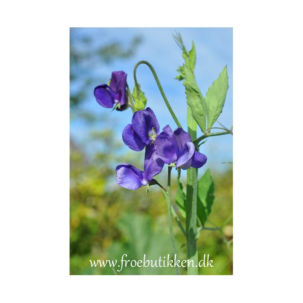 rteblomster. Lathyrus odoratus. Top Hat. Fr.