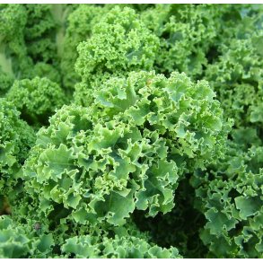 Grnkl. Dwarf green curled. Brassica oleracea. Fr.